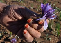 کاشت موفقیت‌آمیز "زعفران" برای اولین بار در زاهدان