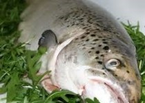 خوردن ماهی از ناشنوایی جلوگیری می‌کند