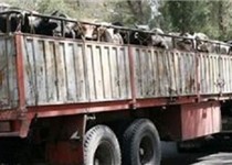 توقیف محموله 4 میلیارد ریالی احشام در زاهدان
