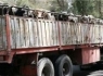 توقیف محموله 4 میلیارد ریالی احشام در زاهدان