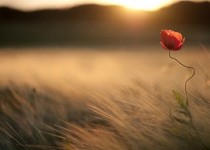 به خاطر شباهت عاشق می شوید/ عشق از کجا می آید؟ به خاطر شباهت عاشق می شوید/ عشق از کجا می آید؟