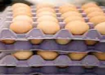 قیمت تخم مرغ افزایش یافت