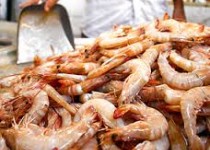 میگو دربندر چابهار ظرفیت مهم توسعه