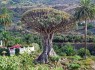 درختی مختص جزایر قناری