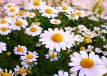 گیاهی دم کردنی برای درمان فوری سرماخوردگی در یک روز!