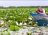 تالابی پر از نیلوفرهای آبی