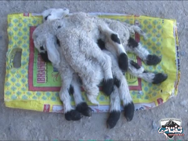 تولد گوسفندی عجیب با ۸ پا + عکس