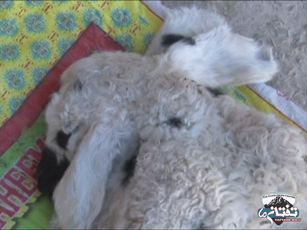 تولد گوسفندی عجیب با ۸ پا + عکس