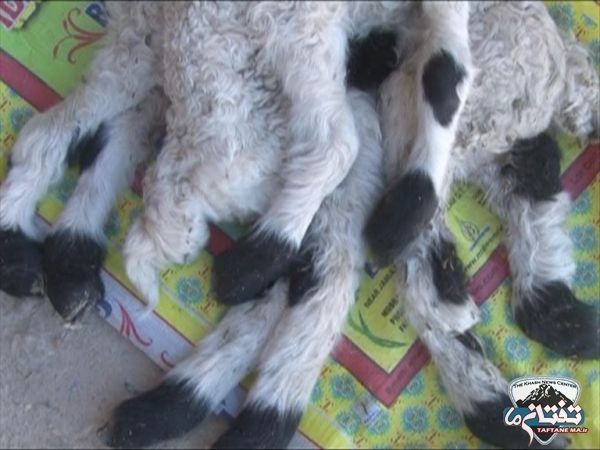 تولد گوسفندی عجیب با ۸ پا + عکس