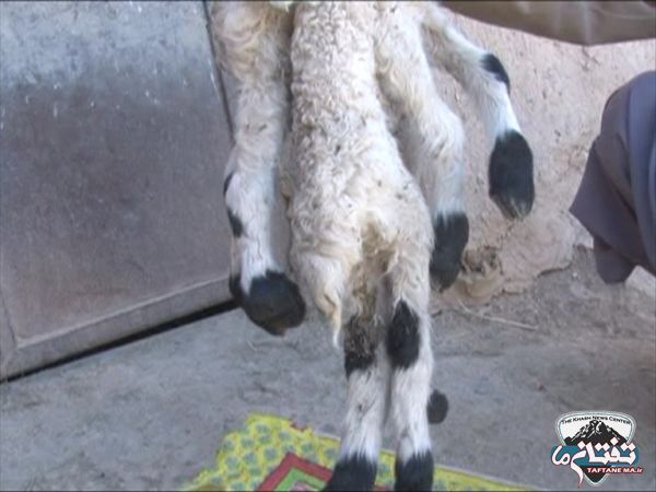 تولد گوسفندی عجیب با ۸ پا + عکس