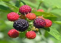 برای خلاصی از ترش کردن معده این میوه‌ها را امتحان کنید