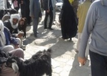 موجی از شور وشوق در محافل مردمی سیستان