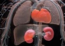 آبلیمو؛ دارویی فوق العاده برای تمیز کردن کلیه‌ها