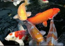 میزان تجارت ماهیان زینتی در جهان