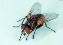 معجزه مگس در درمان زخم‌های شدید