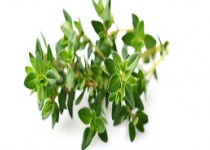 آویشن می‌تواند باعث سقط جنین شود