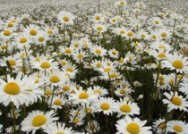 این افراد از بابونه استفاده نکنند