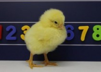 جوجه‌ها هم هوش ریاضی دارند!