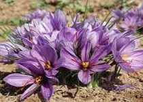 خواص زعفران برای تقویت قلب