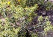 انواع خار درفصول چهارگانه سیستان