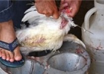 کشتار غیر بهداشتی مرغ زنده تهدیدی برای سلامت جامعه