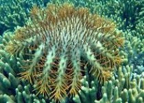 اختصاص مبلغ 350 میلیون تومان برای بویه‌گذاری در محدوده سایت مرجانی چابهار