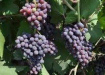 شمارش معکوس برای درخشش یاقوت پنجهزار ساله سیستان شمارش معکوس برای درخشش یاقوت پنجهزار ساله سیستان