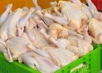 شستن مرغ های فاسد با وایتکس!