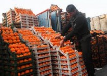 جولان میوه‌های خارجی در کشور/ عضو کمیسیون کشاورزی: جهاد کشاورزی جلوی واردات میوه و برنج را بگیرد