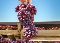 نوبرانه یاقوت قرمز روانه بازار شد