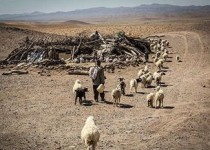 روزهای سخت دامداران سیستان و بلوچستان/ تقاضای واردات 300 هزار دام از پاکستان توسط مسئولین!