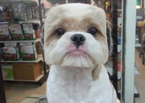 وقتی مدگرایی وارد دنیای سگ ها می شود + عکس