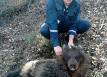 داستان ترسناک 2 خانم توریست در جنگل تاریک/ خرس‌ یکی از زنان را خورد دیگری را دفن کرد + تصاویر