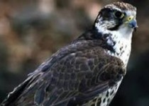 ۱۷۰۰ قطعه پرنده تزيينی امسال در سيستان و بلوچستان کشف شد