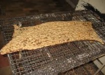 نان سنگگ با طعم مارمولک در زاهدان!+ عکس