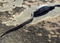 سرنوشت مار پیتون بعد از بلعیدن جوجه تیغی+تصاویر