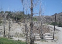 طغیان آفت کشاورزی در تمین و مسئولانی که در خواب غفلت بسر می برند