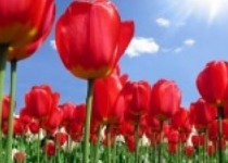 دانش آموز شهیدی که بسیج همه چیزش بود