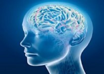 چند خوراکی که مغز را چرب و سالم نگه می‌دارد