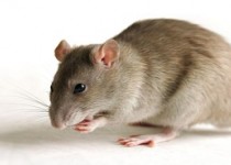 موشی که 81 نفر را زخمی کرد