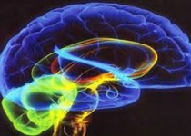 روشی جدید تشخیص میزان هوش