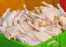 کاهش قیمت مرغ