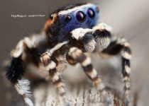 رقص جالب یک نوع عنکبوت ب