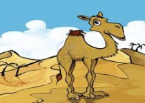 «شتر دیدی، ندیدی»  یعنی چه ؟؟