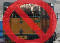 370 میلیون ریال جزای نقدی برای قاچاقچی دام زنده در زاهدان