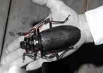 سوسک‌ جاسوس!