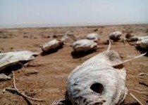 سیستان را دریابید؛ هامون تشنه است!