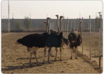 مهمترین مشکل صنعت شترمرغ در سیستان وبلوچستان، نبود شرایط کافی جهت کشتار و بسته‌بندی محصولات است