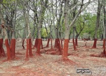 عکس های واقعی