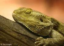 خزنده ای که تغییر جنسیت میدهد